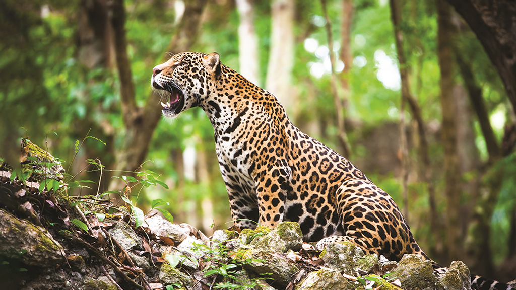 A onça é um dos animais lindos e perigosos