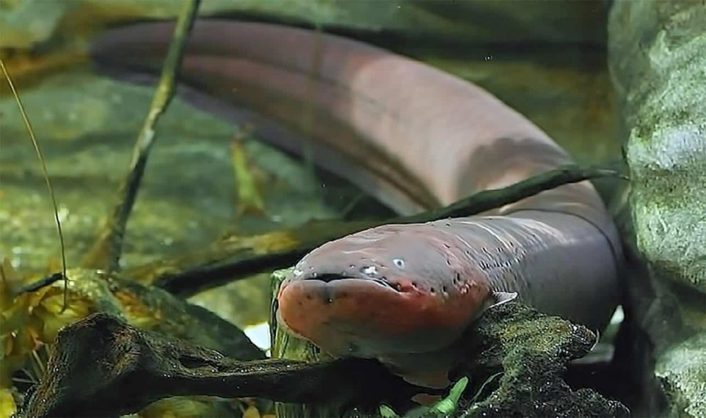 A enguia é um dos animais dos rios