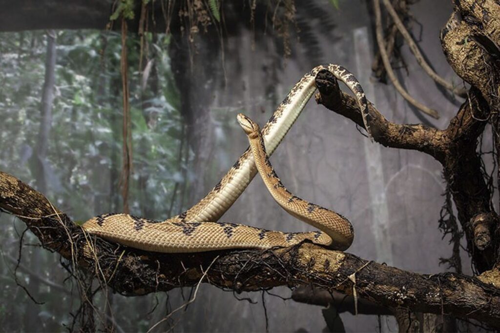 Animais mais perigosos da Amazônia